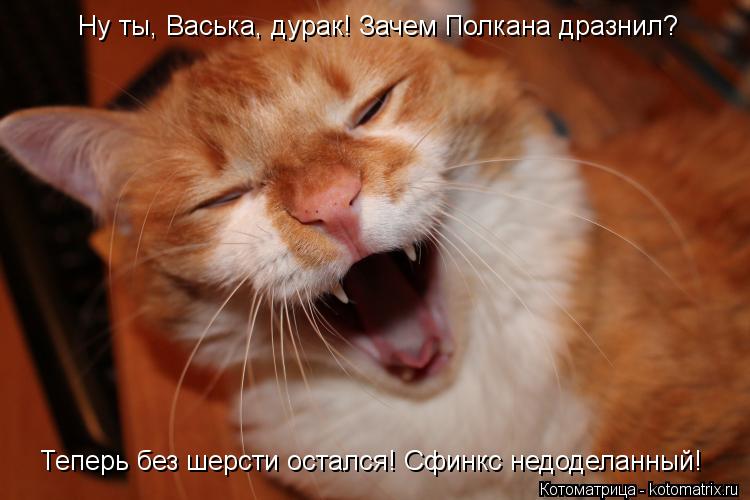 Ну ты, Васька, дурак! Зачем Полкана дразнил? Теперь без шерсти остался! Сфинкс недоделанный!... Котоматрица: Ну ты, Васька, дурак! Зачем Полкана дразнил? Теперь без шерсти остался! Сфинкс недоделанный!