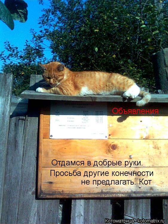 Объявления Отдамся в добрые руки. Просьба другие конечности не предлагать. Кот... Котоматрица: Объявления Отдамся в добрые руки. Просьба другие конечности не предлагать. Кот