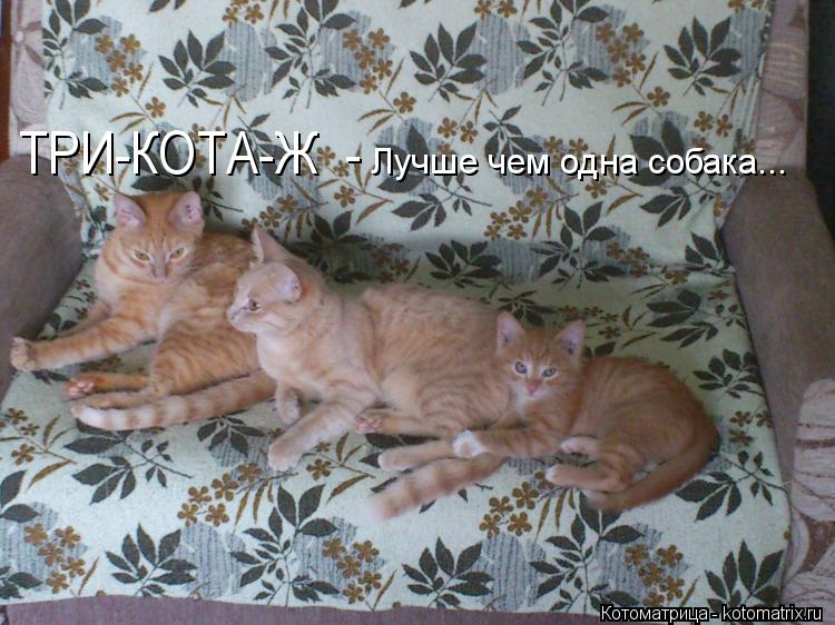 ТРИ-КОТА-Ж - Лучше чем одна собака...... Котоматрица: ТРИ-КОТА-Ж - Лучше чем одна собака...