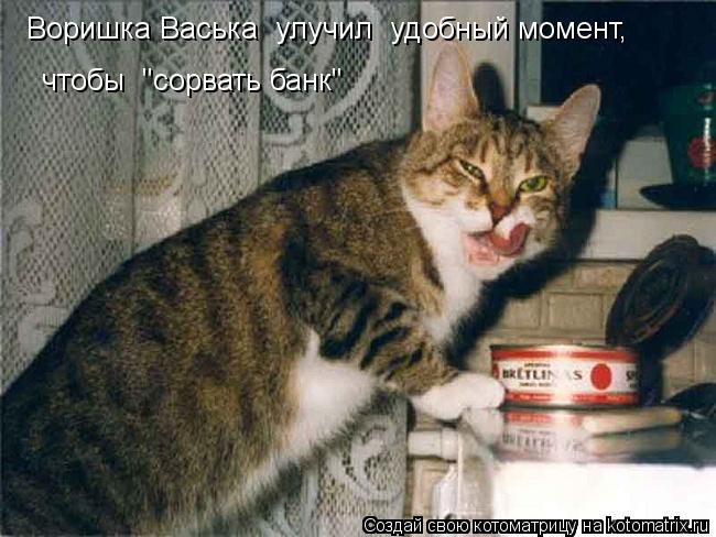 Воришка Васька улучил удобный момент, чтобы "сорвать банк"... Котоматрица: Воришка Васька улучил удобный момент, чтобы "сорвать банк"