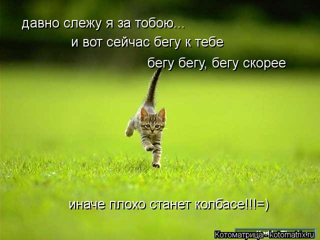 давно слежу я за тобою... и вот сейчас бегу к тебе бегу бегу, бегу скорее иначе плохо станет колбасе!... Котоматрица: давно слежу я за тобою... и вот сейчас бегу к тебе бегу бегу, бегу скорее иначе плохо станет колбасе!!!=)