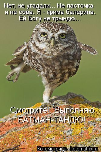 Нет, не угадали... Не ласточка Ей Богу не трындю... и не сова. Я - прима балерина. Смотрите! Выпол... Котоматрица: Нет, не угадали... Не ласточка Ей Богу не трындю... и не сова. Я - прима балерина. Смотрите! Выполняю БАТМАН-ТАНДЮ!