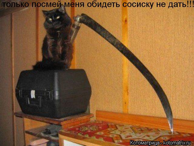 только посмей меня обидеть сосиску не дать!!!... Котоматрица: только посмей меня обидеть сосиску не дать!!!