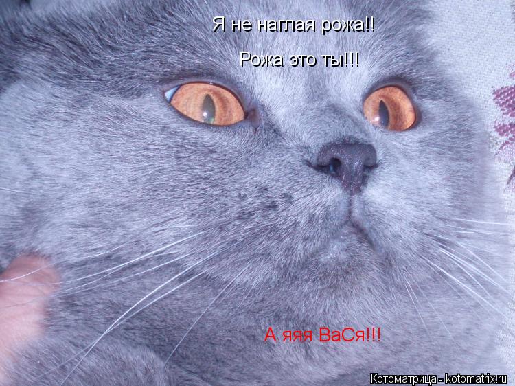 Я не наглая рожа!! Рожа это ты!!! А яяя ВаСя!!!... Котоматрица: Я не наглая рожа!! Рожа это ты!!! А яяя ВаСя!!!