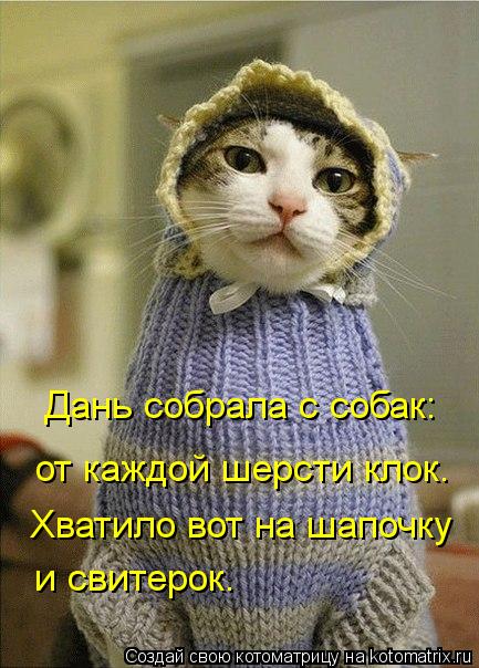 и свитерок. Дань собрала с собак: от каждой шерсти клок. Хватило вот на шапочку... Котоматрица: и свитерок. Дань собрала с собак: от каждой шерсти клок. Хватило вот на шапочку