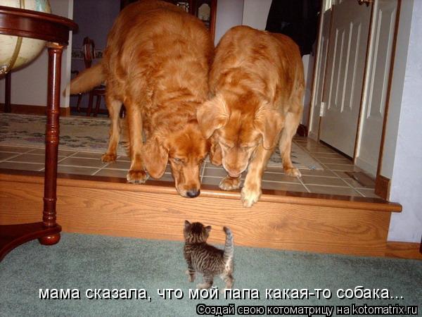 мама сказала, что мой папа какая-то собака...... Котоматрица: мама сказала, что мой папа какая-то собака...