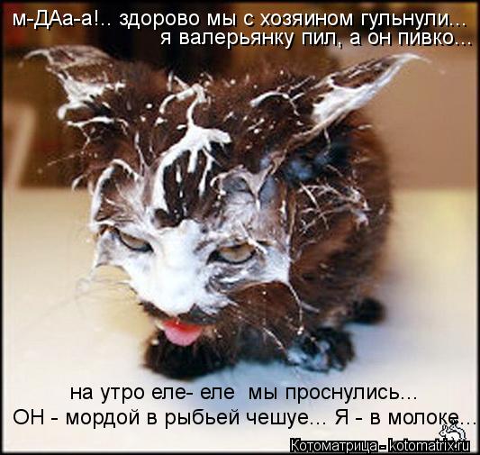 м-ДАа-а!.. здорово мы с хозяином гульнули... я валерьянку пил, а он пивко... на утро еле- еле мы про... Котоматрица: м-ДАа-а!.. здорово мы с хозяином гульнули... я валерьянку пил, а он пивко... на утро еле- еле мы проснулись... ОН - мордой в рыбьей чешуе... Я - в моло