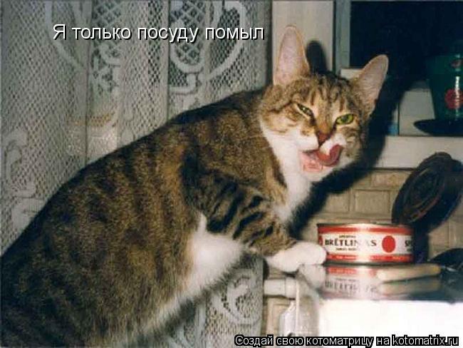 Я только посуду помыл... Котоматрица: Я только посуду помыл