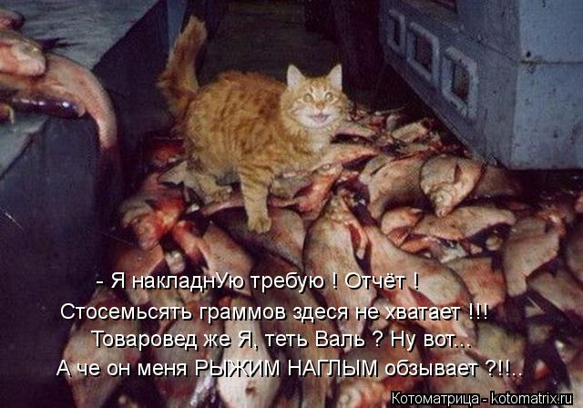 А че он меня РЫЖИМ НАГЛЫМ обзывает ?!!.. Товаровед же Я, теть Валь ? Ну вот... Стосемьсять граммов зд... Котоматрица: А че он меня РЫЖИМ НАГЛЫМ обзывает ?!!.. Товаровед же Я, теть Валь ? Ну вот... Стосемьсять граммов здеся не хватает !!! - Я накладнУю требую ! Отчёт