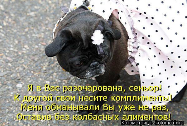 Я в Вас разочарована, сеньор! К другой свои несите комплименты! Меня обманывали Вы уже не раз, Остави... Котоматрица: Я в Вас разочарована, сеньор! К другой свои несите комплименты! Меня обманывали Вы уже не раз, Оставив без колбасных алиментов!