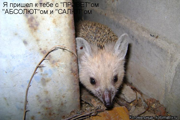 Я пришел к тебе с "ПРИВЕТ"ом "АБСОЛЮТ"ом и "САЛЮТ"ом... Котоматрица: Я пришел к тебе с "ПРИВЕТ"ом "АБСОЛЮТ"ом и "САЛЮТ"ом