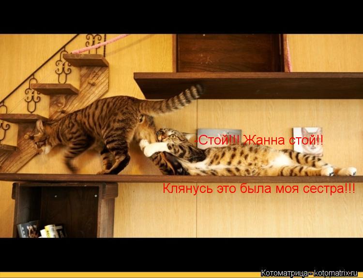 -Стой!!! Жанна стой!! Клянусь это была моя сестра!!!... Котоматрица: -Стой!!! Жанна стой!! Клянусь это была моя сестра!!!