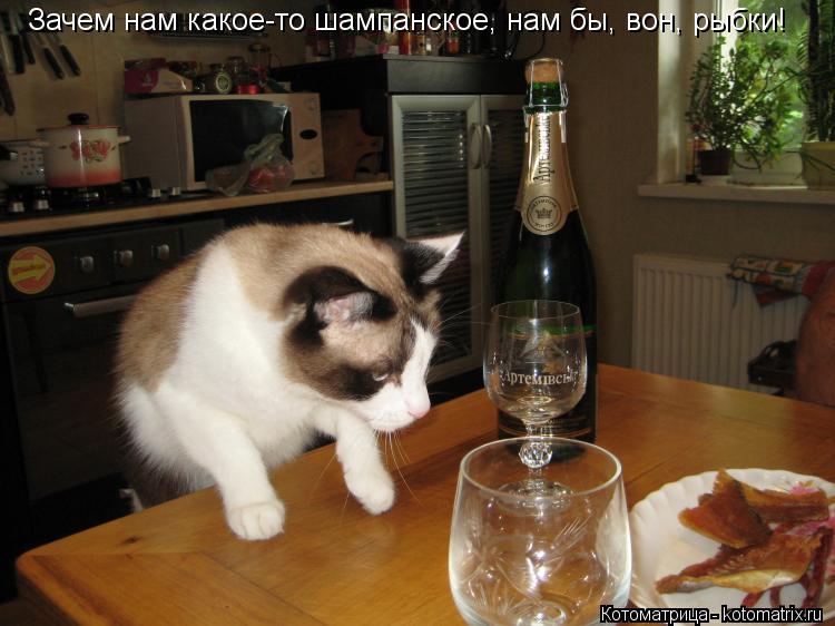 Зачем нам какое-то шампанское, нам бы, вон, рыбки!... Котоматрица: Зачем нам какое-то шампанское, нам бы, вон, рыбки!