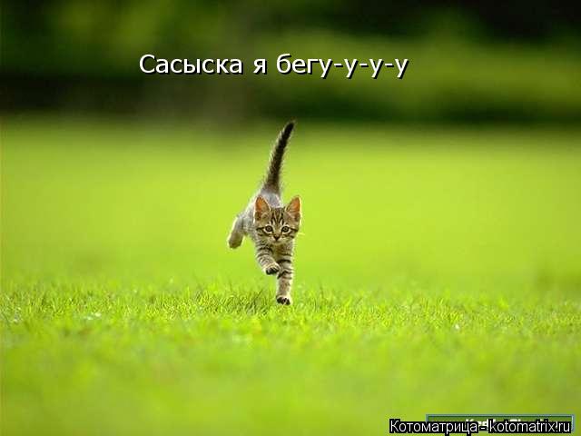 Сасыска я бегу-у-у-у... Котоматрица: Сасыска я бегу-у-у-у