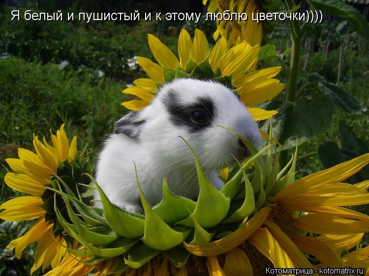 Я белый и пушистый и к этому люблю цветочки))))... Котоматрица: Я белый и пушистый и к этому люблю цветочки))))