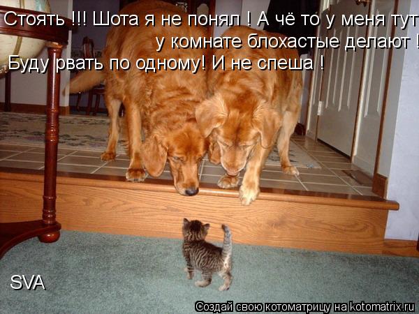 Стоять !!! Шота я не понял ! А чё то у меня тут у комнате блохастые делают !Буду рвать по одному! И н... Котоматрица: Стоять !!! Шота я не понял ! А чё то у меня тут у комнате блохастые делают !Буду рвать по одному! И не спеша ! у комнате блохастые делают !Буду рв