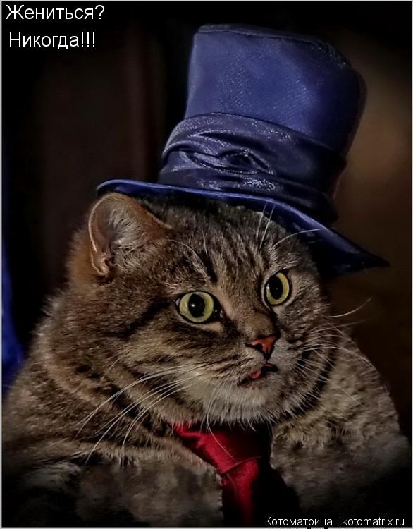 Жениться? Никогда!!!... Котоматрица: Жениться? Никогда!!!