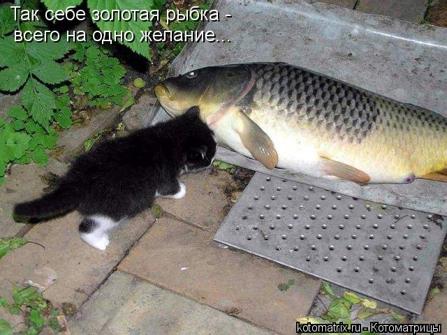Так себе золотая рыбка - всего на одно желание...... Котоматрица: Так себе золотая рыбка - всего на одно желание...