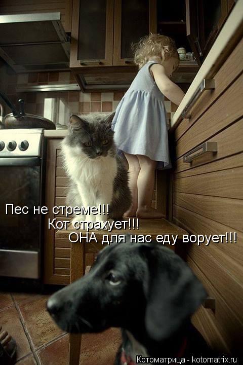 Пес не стреме!!! ОНА для нас еду ворует!!! Кот страхует!!!... Котоматрица: Пес не стреме!!! ОНА для нас еду ворует!!! Кот страхует!!!