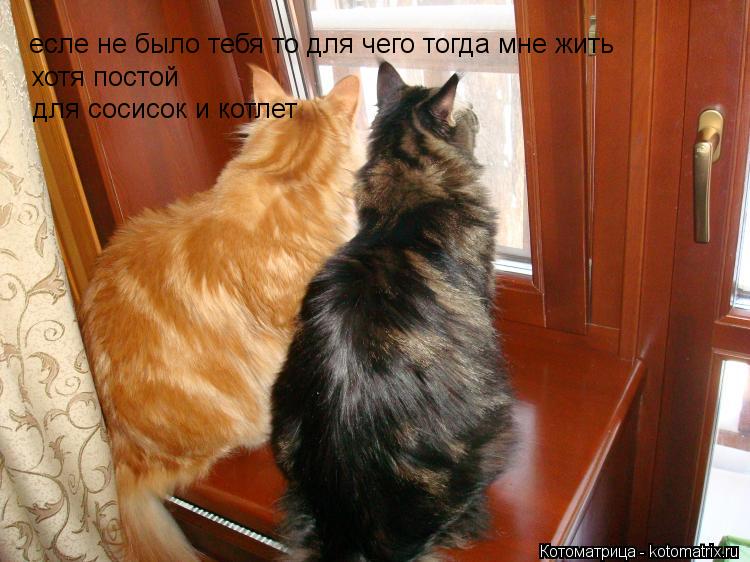 есле не было тебя то для чего тогда мне жить хотя постой для сосисок и котлет... Котоматрица: есле не было тебя то для чего тогда мне жить хотя постой для сосисок и котлет