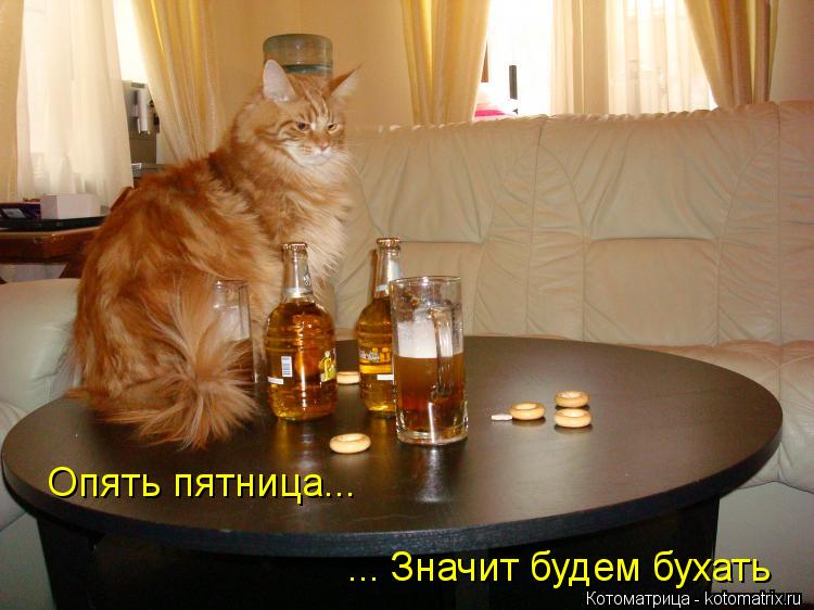 Опять пятница... ... Значит будем бухать... Котоматрица: Опять пятница... ... Значит будем бухать
