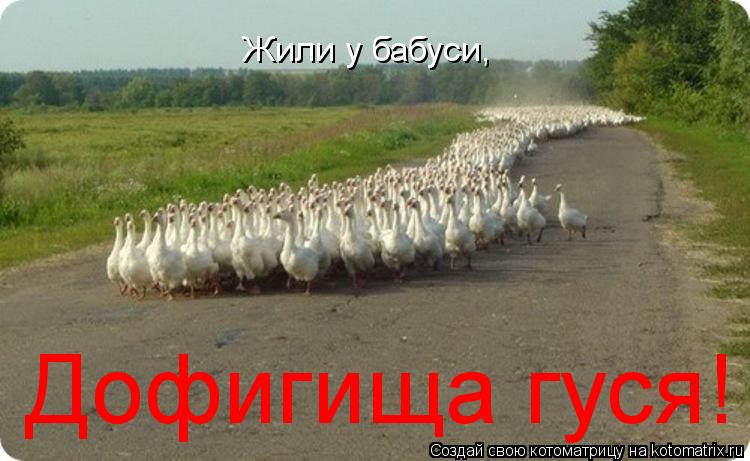 Жили у бабуси, Дофигища гуся!... Котоматрица: Жили у бабуси, Дофигища гуся!