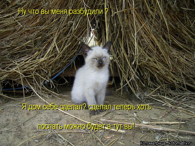 Ну что вы меня разбудили ? Я дом себе сделал? сделал теперь хоть поспать можно будет,а тут вы! Я дом ... Котоматрица: Ну что вы меня разбудили ? Я дом себе сделал? сделал теперь хоть поспать можно будет,а тут вы! Я дом себе сделал? сделал теперь хоть поспать мо