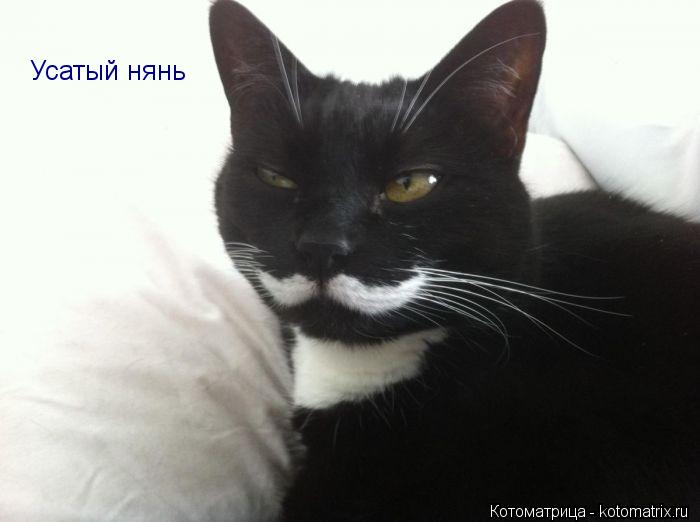 Усатый нянь... Котоматрица: Усатый нянь