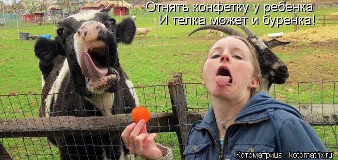 Отнять конфетку у ребенка И телка может и буренка!... Котоматрица: Отнять конфетку у ребенка И телка может и буренка!