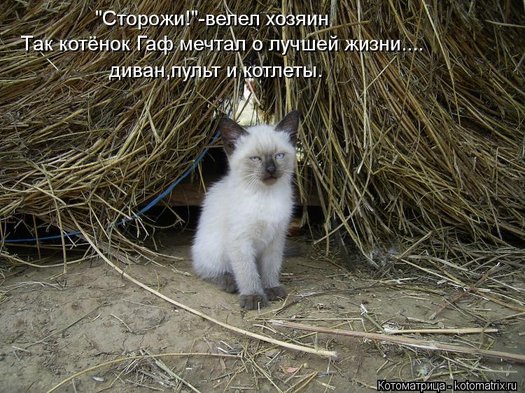 "Сторожи!"-велел хозяин Так котёнок Гаф мечтал о лучшей жизни.... диван,пульт и котлеты.... Котоматрица: "Сторожи!"-велел хозяин Так котёнок Гаф мечтал о лучшей жизни.... диван,пульт и котлеты.