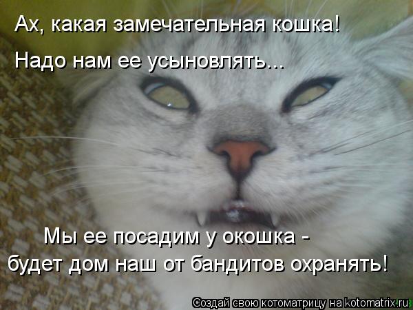 Ах, какая замечательная кошка! Надо нам ее усыновлять... Мы ее посадим у окошка - будет дом наш от ... Котоматрица: Ах, какая замечательная кошка! Надо нам ее усыновлять... Мы ее посадим у окошка - будет дом наш от бандитов охранять!