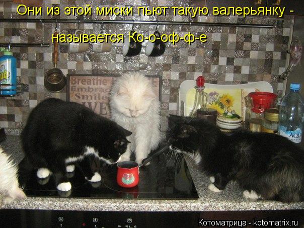 Они из этой миски пьют такую валерьянку - называется Ко-о-оф-ф-е... Котоматрица: Они из этой миски пьют такую валерьянку - называется Ко-о-оф-ф-е