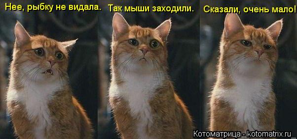 Так мыши заходили. Сказали, очень мало! Нее, рыбку не видала.... Котоматрица: Так мыши заходили. Сказали, очень мало! Нее, рыбку не видала.