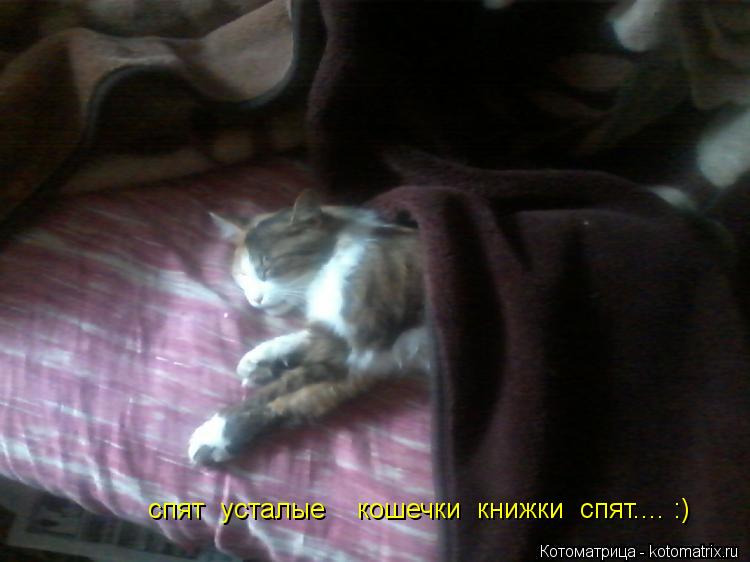 спят усталые кошечки книжки спят.... :)... Котоматрица: спят усталые кошечки книжки спят.... :)