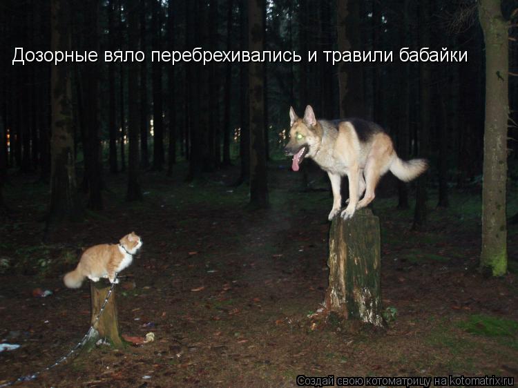 Дозорные вяло перебрехивались и травили бабайки... Котоматрица: Дозорные вяло перебрехивались и травили бабайки