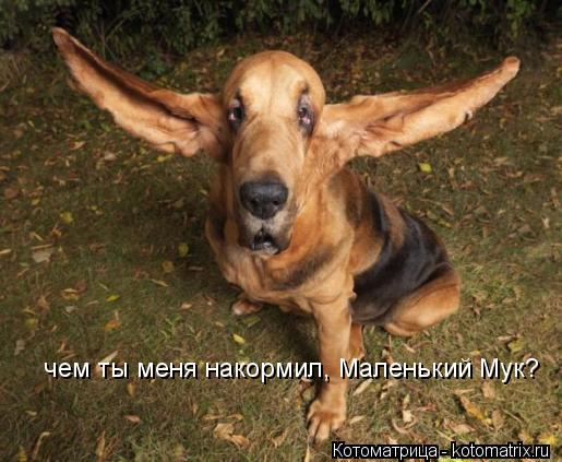 чем ты меня накормил, Маленький Мук?... Котоматрица: чем ты меня накормил, Маленький Мук?