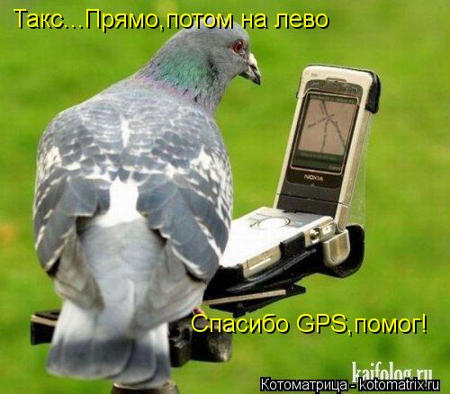 Такс...Прямо,потом на лево Спасибо GPS,помог!... Котоматрица: Такс...Прямо,потом на лево Спасибо GPS,помог!