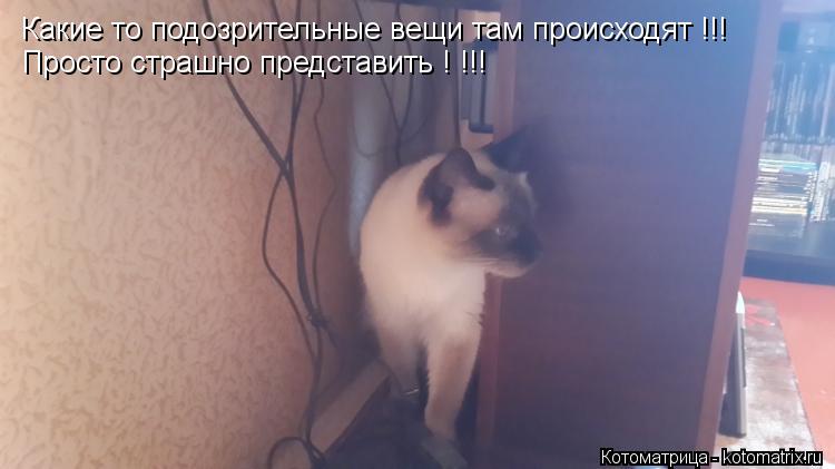 Какие то подозрительные вещи там происходят !!! Просто страшно представить ! !!!... Котоматрица: Какие то подозрительные вещи там происходят !!! Просто страшно представить ! !!!