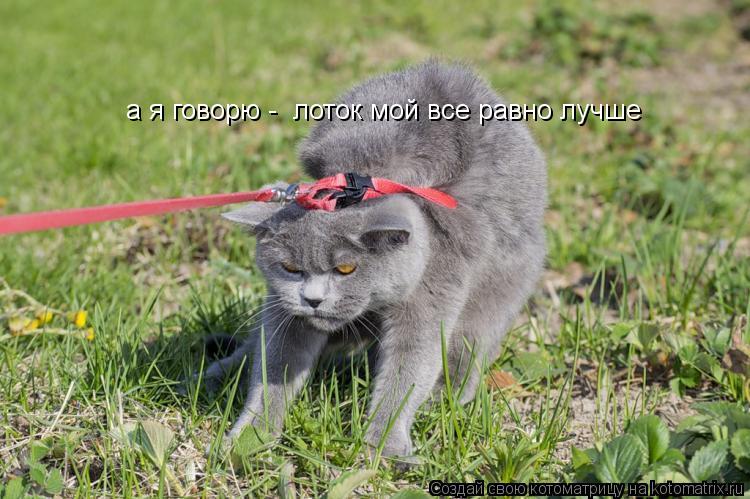 а я говорю - лоток мой все равно лучше... Котоматрица: а я говорю - лоток мой все равно лучше