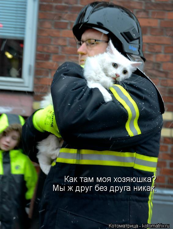 Как там моя хозяюшка? Мы ж друг без друга никак.... Котоматрица: Как там моя хозяюшка? Мы ж друг без друга никак.