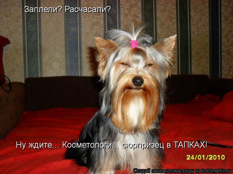 Заплели? Расчасали? Ну ждите... Косметологи... сюрпризец в ТАПКАХ!... Котоматрица: Заплели? Расчасали? Ну ждите... Косметологи... сюрпризец в ТАПКАХ!