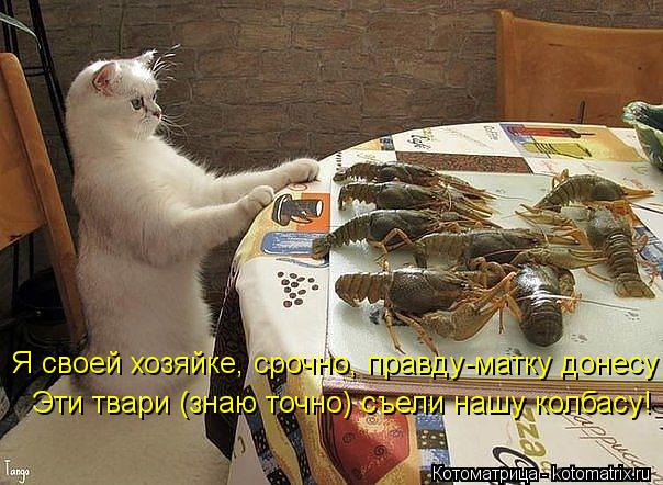 Я своей хозяйке, срочно, правду-матку донесу Эти твари (знаю точно) съели нашу колбасу!... Котоматрица: Я своей хозяйке, срочно, правду-матку донесу Эти твари (знаю точно) съели нашу колбасу!