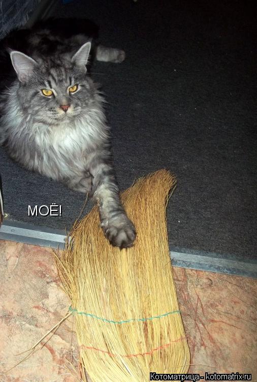 Котоматрица: МОЁ!