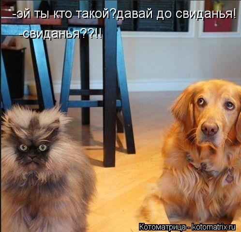-эй ты кто такой?давай до свиданья! -свиданья??!!... Котоматрица: -эй ты кто такой?давай до свиданья! -свиданья??!!