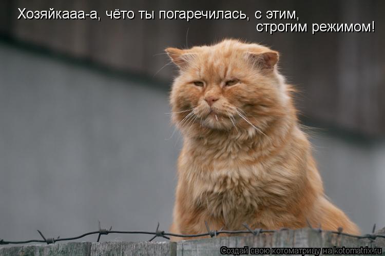 Хозяйкааа-а, чёто ты погаречилась, с этим, строгим режимом!... Котоматрица: Хозяйкааа-а, чёто ты погаречилась, с этим, строгим режимом!