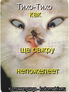 Тихо-Тихо ща сажру как непожелеет... Котоматрица: Тихо-Тихо ща сажру как непожелеет