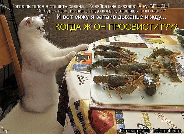 Когда пытался я стащить сазана... Хозяйка мне сказала:"А ну, БРЫСЬ! Он будет твой, но лишь тогда когд... Котоматрица: Когда пытался я стащить сазана... Хозяйка мне сказала:"А ну, БРЫСЬ! Он будет твой, но лишь тогда когда услышишь рака свист".