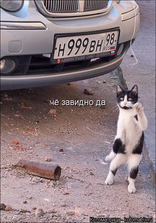 чё завидно да... Котоматрица: чё завидно да