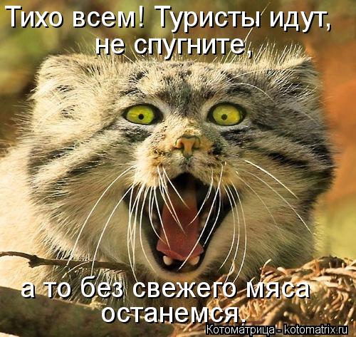 Тихо всем! Туристы идут, не спугните, а то без свежего мяса останемся.... Котоматрица: Тихо всем! Туристы идут, не спугните, а то без свежего мяса останемся.