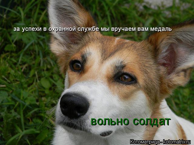 за успехи в охранной службе мы вручаем вам медаль вольно солдат... Котоматрица: за успехи в охранной службе мы вручаем вам медаль вольно солдат